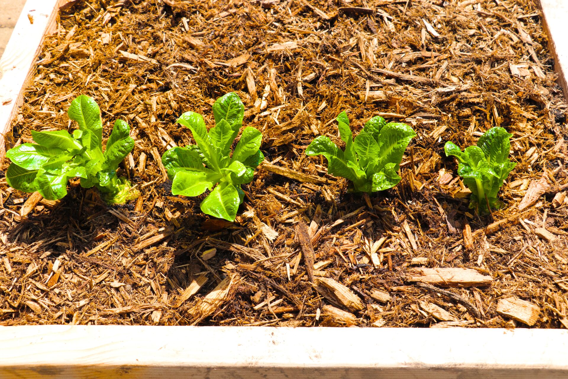 Regrow Romaine Lettuce Pic
