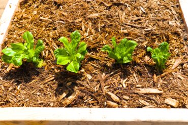 Regrow Romaine Lettuce Pic